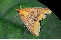物種:Lipararchis tranquillalis 攝影:吳士緯